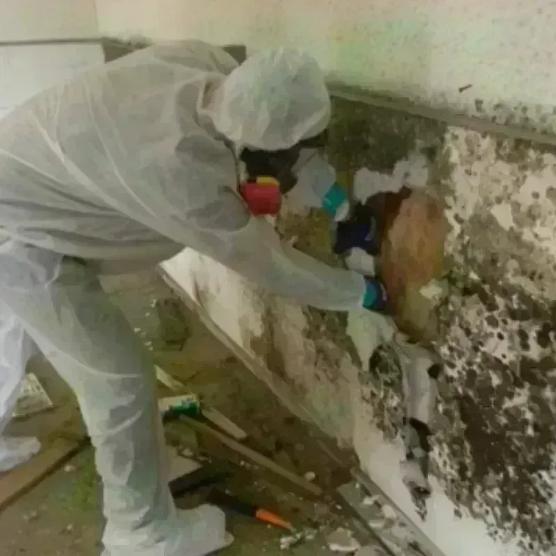 Mold Remediation and Removal in Riverdale, UT